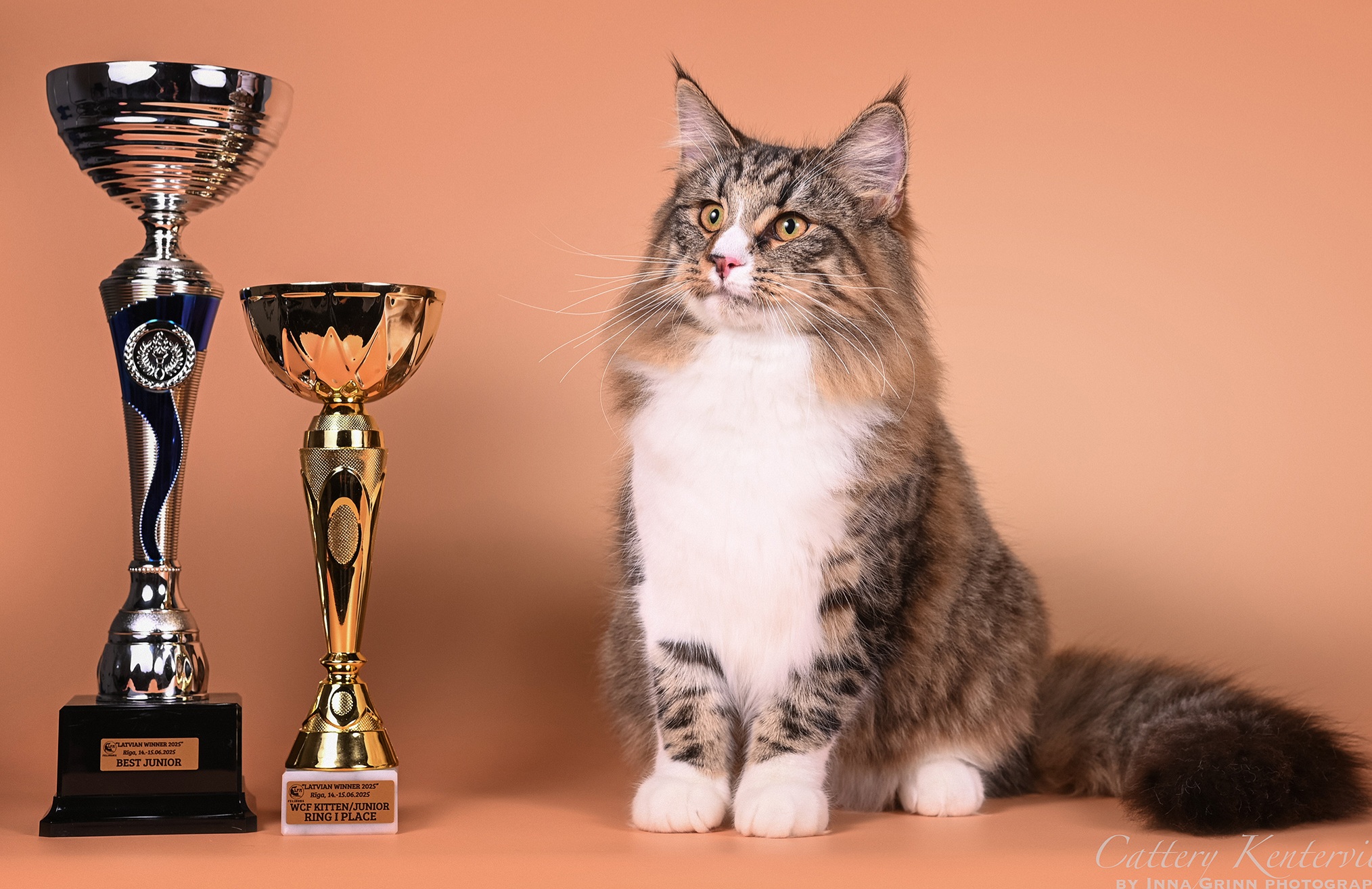 Master, JCH. Master Elizabet Iz Kentervils